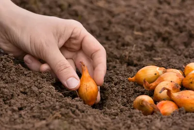 Купить семена Лук репчатый Штутгартский. Семена лука, цена, продажа.