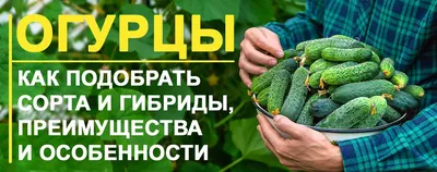 Семена огурцов: как подобрать сорта и гибриды, преимущества и особенности