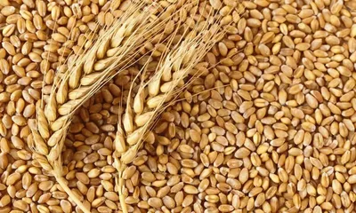 Семена пшеницы яровой, озимой в Воронеже, купить семена пшеницы яровой,  озимой оптом по доступным ценам