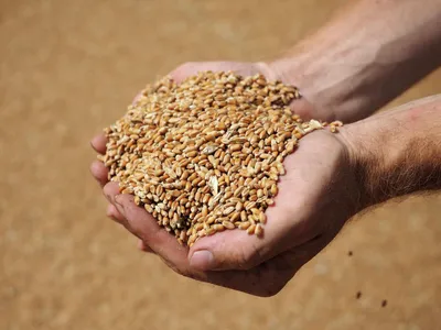 Пшеница зерно купить в Санкт-Петербурге (СПб) оптом и в розницу