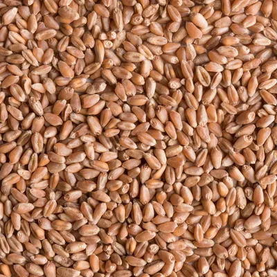 Семена пшеницы Einkorn стоковое изображение. изображение насчитывающей еда  - 97451489