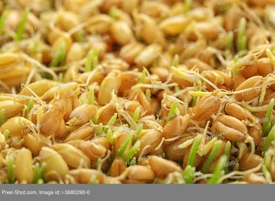 Размер семян озимой пшеницы имеет важное значение для дальнейшей ур...