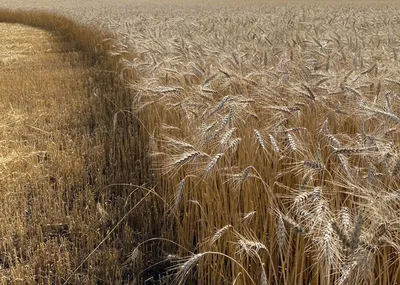 Проросшие семена пшеницы травы, крупным планом :: Стоковая фотография ::  Pixel-Shot Studio