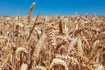 Народные семена Пшеница для проращивания и витграсс