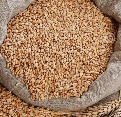 Продам: семена пшеницы сорт дарья,1репродукция в Республике Беларусь