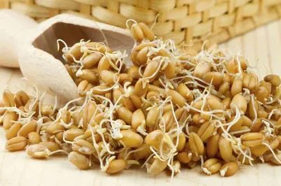 Семена пшеницы озимой Почайна элита цена в Украине - Черкасская ГСХОС