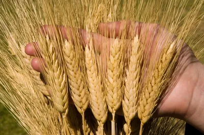Купить семена пшеницы – яровая, озимая, двуручка посевная пшеница. Элитные  канадские сорта