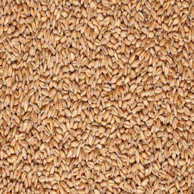 Хозяйствам Таджикистана раздают элитные семена пшеницы | Новости  Таджикистана ASIA-Plus