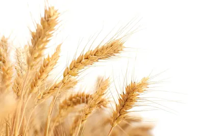 Семена пшеницы МосАгроГрупп 1 кг ВИ000013 - выгодная цена, отзывы,  характеристики, фото - купить в Москве и РФ