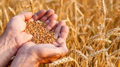 Семена пшеницы озимой Ванесса Чехия 1-я репродукция, 50 кг (ID#1469058923),  цена: 750 ₴, купить на Prom.ua