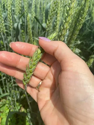 Семена мягкой озимой пшеницы Варта - польский сорт купить в Украине 2024 |  Агроэксперт-Трейд
