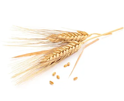 Зерно пшеницы (ЗПрф-01), ОСО 10-207-205