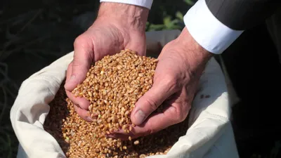 Пшеница Сыроед для проращивания, 300г - купить с доставкой в Москве в  Перекрёстке