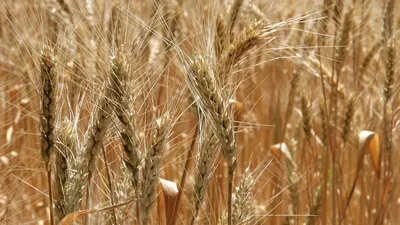 Семена пшеницы интенсивного типа ИФРГНАН Богдана Купить по цене 2024 | SVG  Group