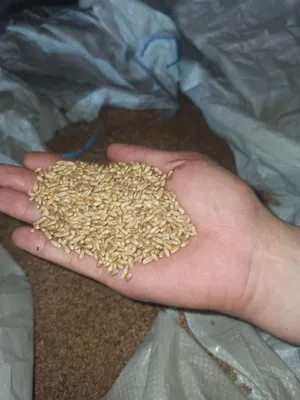 Семена пшеницы стоковое фото. изображение насчитывающей цветасто - 35662804