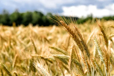 Семена пшеницы (пшеница) для выращивания микрозелени (ID#1359600115), цена:  8 ₴, купить на Prom.ua
