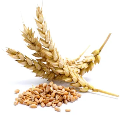 Семена Пшеница, 3 кг (комплект из 5 шт) | AliExpress