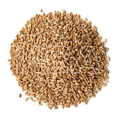 Семена пшеницы в мешке купить в Воронеже от 800 рублей