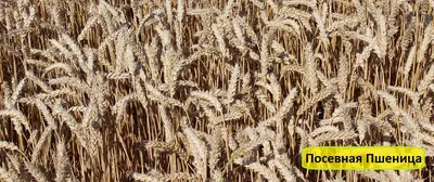 Зерна (семена) пшеницы, 300 гр купить по цене 55 ₽ в интернет-магазине  KazanExpress