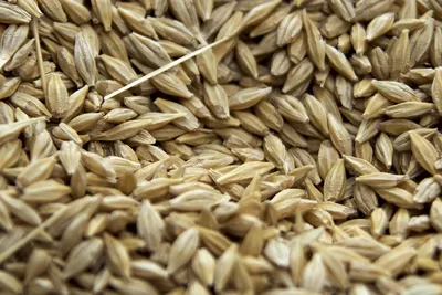 ФГБУ «Центр оценки качества зерна» | В Курганском филиале определили  всхожесть семян пшеницы, нута и чечевицы