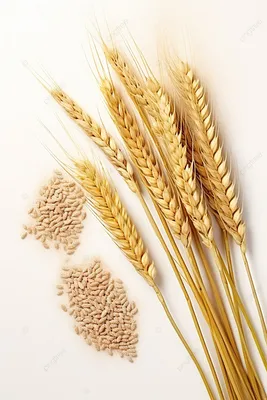 Резкого роста цен на семена пшеницы ждут в Казахстане | Qazaq Agro | Дзен