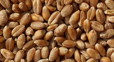 Семена пшеницы стоковое изображение. изображение насчитывающей хлопья -  33363361