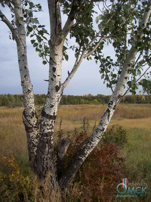 Тополь белый (серебристый) - фото, описание. Купить саженцы в Новосибирске  из питомника