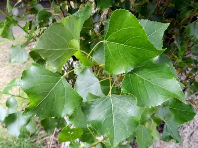 Серебристый тополь высотой с восьмиэтажный дом😍 в Сафоновой даче🌳 |  Путешествия от Екатерины | Дзен