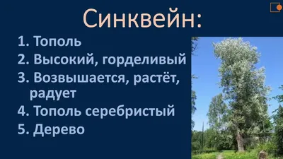 Тополь серебристый купить по цене 3500 рублей от питомника саженцев и  растений Центросад | Фото и консультация по уходу