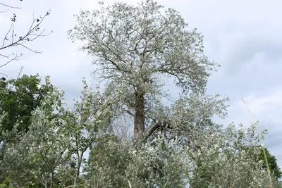 Серебристый тополь высотой с восьмиэтажный дом😍 в Сафоновой даче🌳 |  Путешествия от Екатерины | Дзен