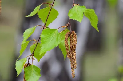 Betula subarctica - Береза субарктическая. Флора Мурманской области