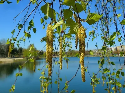 береза, березовые сережки, цвести, цветение, листья, весна, Betula,  лиственное дерево | Piqsels