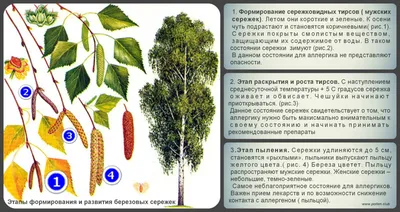 Березовые сережки лопаются - пора сеять хлеб. Что еще нужно знать о 23 мая?