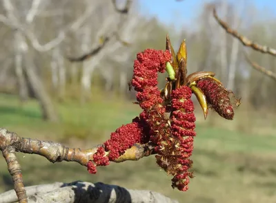 Осина дерево сережки (73 фото) »