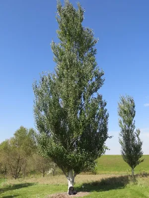 Тополь пирамидальный в Екатеринбурге