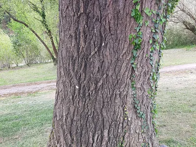 Энциклопедия \"Жизнь растений\". СЕМЕЙСТВО ИВОВЫЕ (SALICACEAE)