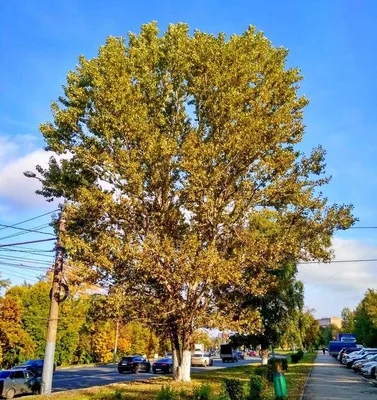 Тополь черный, populus nigra