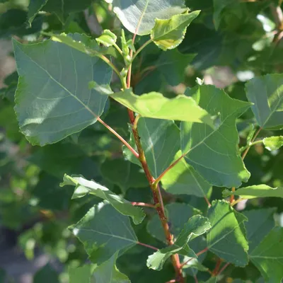 Тополь китайский, populus simonii