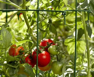 Как я выращиваю томаты на шпалере - Огород, сад, балкон - 16 ноября -  43630011494 - Медиаплатформа МирТесен