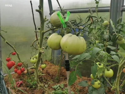 Выращиваем томаты правильно, пасынкование, подвязка. Шпалера для помидор от  @ZubtsovSergey - YouTube