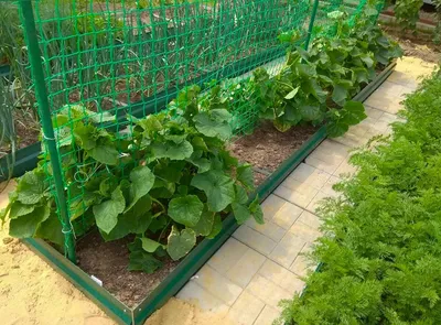 Огородная сетка для формирования вьющихся растений | Советы садоводам. |  Дзен