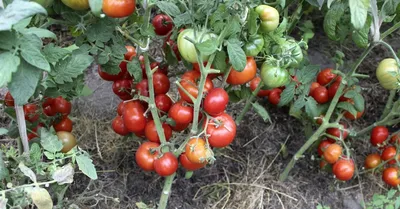 Штамбовые томаты для открытого грунта: 20 проверенных сортов | На грядке  (Огород.ru)