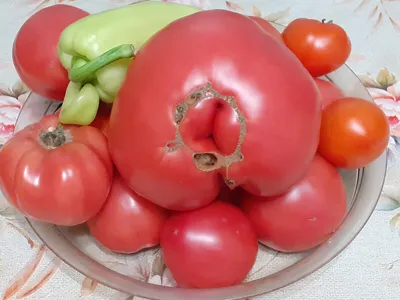 Штамбовые томаты. Томаты для ленивых. | Энциклопедия пионов | Дзен