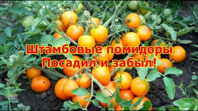 Штамбовые помидоры посадил и забыл! - YouTube