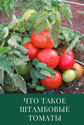 Штамбовые помидоры: что это такое | Помидоры, Выращивание томатов,  Садоводство