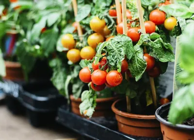 Без пестицидов, ГМО и колорадского жука. Как выращивать томаты на  подоконнике круглый год? | Пикабу