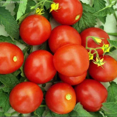 Штамбовые томаты - купить семена из питомника с доставкой по Беларуси