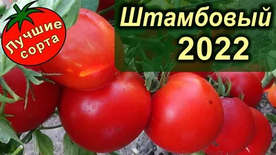 АННЕТА - САМЫЙ УРОЖАЙНЫЙ ШТАМБОВЫЙ ТОМАТ 2022 (лучшие сорта томатов) -  YouTube