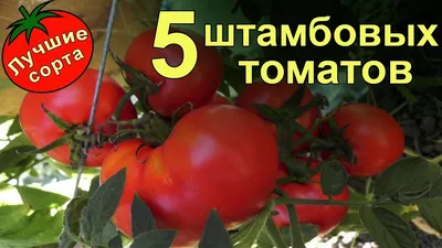 Штамбовые урожайные томаты (лучшие сорта томатов) - YouTube