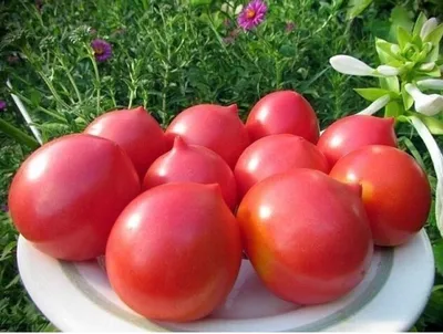 Штамбовые томаты | Сравнить цены и купить на Prom.ua